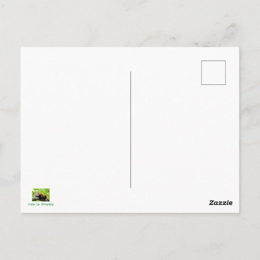 Red Panda Postkarte (Rückseite)