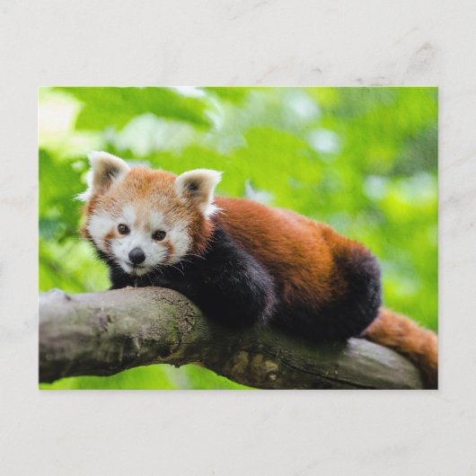 Red Panda Postkarte (Vorderseite)