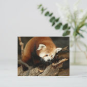 Red Panda Postkarte (Stehend Vorderseite)