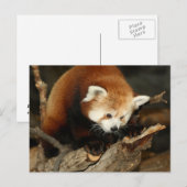 Red Panda Postkarte (Vorne/Hinten)