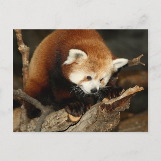 Red Panda Postkarte (Vorderseite)