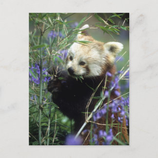 Red Panda Postkarte