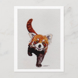 Red Panda Postkarte