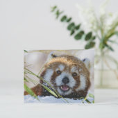 Red Panda Postkarte (Stehend Vorderseite)