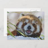 Red Panda Postkarte (Vorne/Hinten)