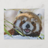 Red Panda Postkarte (Vorderseite)