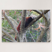Red Panda Puzzle (Horizontal)