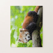 Red Panda Puzzle (Vertikal)