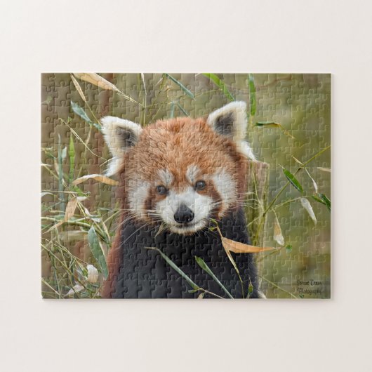 Red Panda Puzzle (Horizontal)