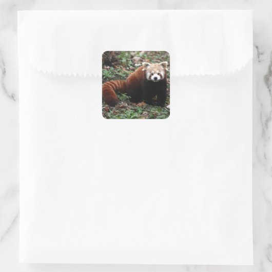 Red Panda Quadratischer Aufkleber (Tasche)
