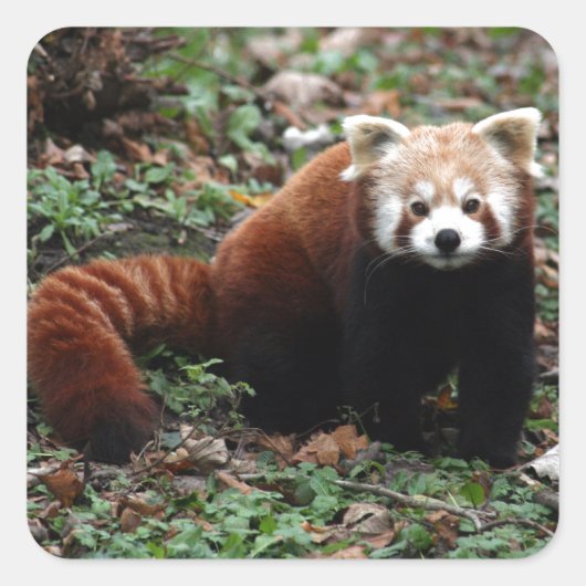 Red Panda Quadratischer Aufkleber (Vorderseite)