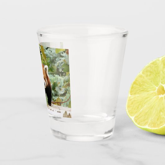Red Panda Schnapsglas (Rechts)