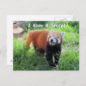 Red Panda Secret Postkarte (Vorne/Hinten)