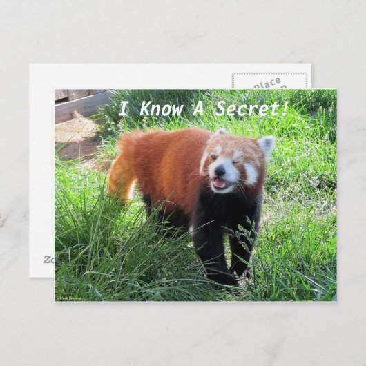 Red Panda Secret Postkarte (Vorne/Hinten)