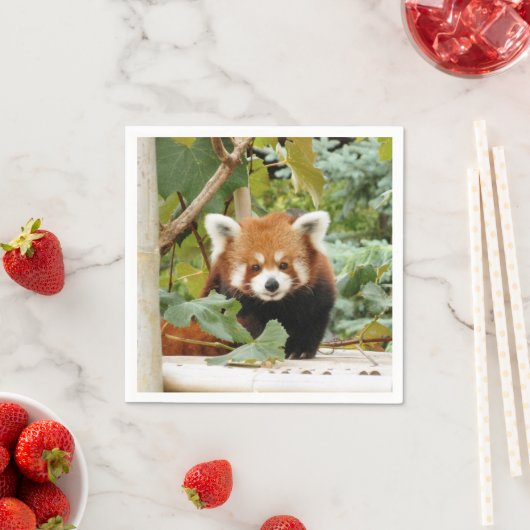 Red Panda Serviette (Beispiel)