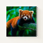 Red Panda Sketchbook Notizblock (Rückseite)