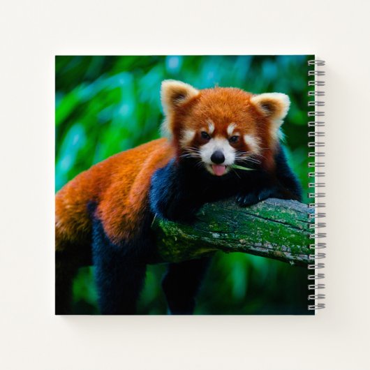 Red Panda Sketchbook Notizblock (Rückseite)
