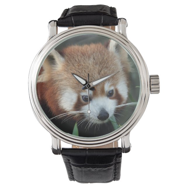 Red Panda, Taronga Zoo, Sydney, Australien Armbanduhr (Vorderseite)