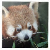 Red Panda, Taronga Zoo, Sydney, Australien Fliese (Vorderseite)