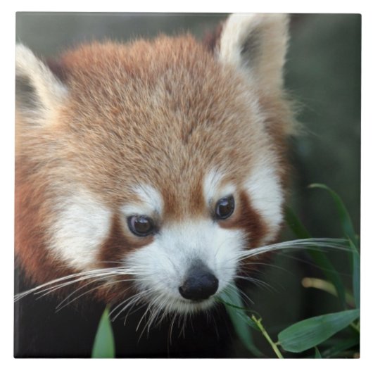 Red Panda, Taronga Zoo, Sydney, Australien Fliese (Vorderseite)