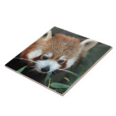 Red Panda, Taronga Zoo, Sydney, Australien Fliese (Seite)