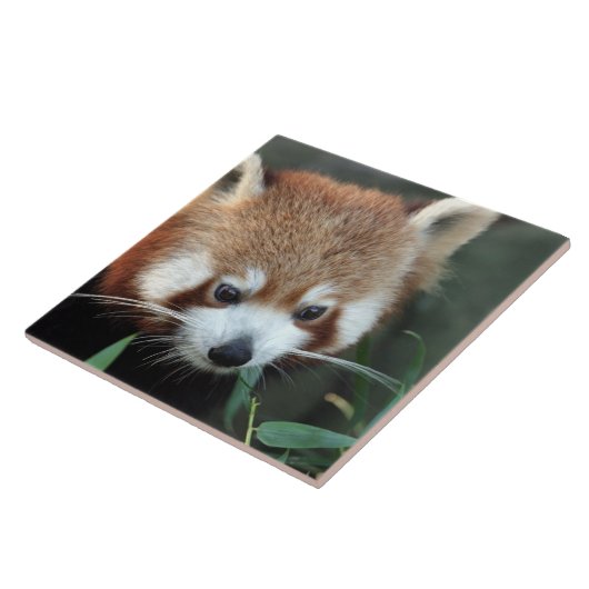 Red Panda, Taronga Zoo, Sydney, Australien Fliese (Seite)