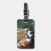 Red Panda, Taronga Zoo, Sydney, Australien Gepäckanhänger (Vorderseite vertikal)