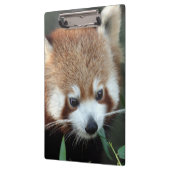 Red Panda, Taronga Zoo, Sydney, Australien Klemmbrett (Links)