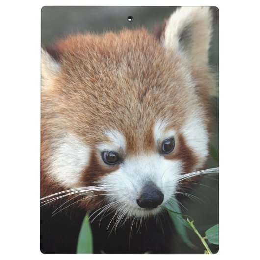 Red Panda, Taronga Zoo, Sydney, Australien Klemmbrett (Rückseite)