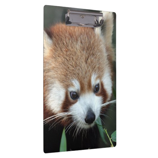 Red Panda, Taronga Zoo, Sydney, Australien Klemmbrett (Rechts)