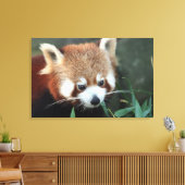 Red Panda, Taronga Zoo, Sydney, Australien Leinwanddruck (Insitu (Wohnzimmer))