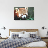 Red Panda, Taronga Zoo, Sydney, Australien Leinwanddruck (Insitu (Schlafzimmer))