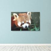Red Panda, Taronga Zoo, Sydney, Australien Leinwanddruck (Insitu (Holzboden))