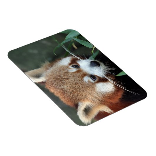 Red Panda, Taronga Zoo, Sydney, Australien Magnet (Rechte Seite)