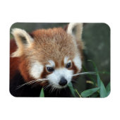Red Panda, Taronga Zoo, Sydney, Australien Magnet (Horizontal)