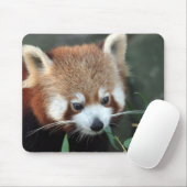 Red Panda, Taronga Zoo, Sydney, Australien Mousepad (Mit Mouse)