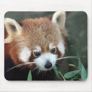 Red Panda, Taronga Zoo, Sydney, Australien Mousepad