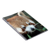Red Panda, Taronga Zoo, Sydney, Australien Notizblock (Rechte Seite)