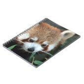 Red Panda, Taronga Zoo, Sydney, Australien Notizblock (Linke Seite)
