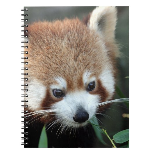 Red Panda, Taronga Zoo, Sydney, Australien Notizblock (Vorderseite)