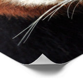 Red Panda, Taronga Zoo, Sydney, Australien Poster (Ecke)