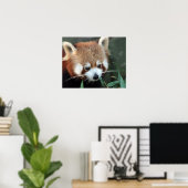 Red Panda, Taronga Zoo, Sydney, Australien Poster (Heimbüro)