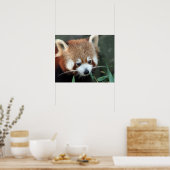 Red Panda, Taronga Zoo, Sydney, Australien Poster (Küche)