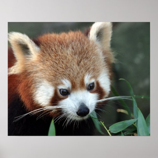 Red Panda, Taronga Zoo, Sydney, Australien Poster (Vorne)