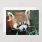Red Panda, Taronga Zoo, Sydney, Australien Postkarte (Vorne/Hinten)
