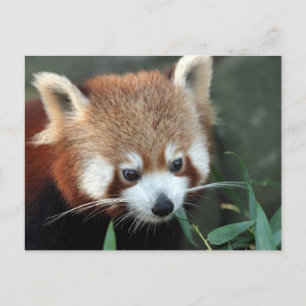 Red Panda, Taronga Zoo, Sydney, Australien Postkarte