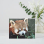Red Panda, Taronga Zoo, Sydney, Australien Postkarte (Stehend Vorderseite)
