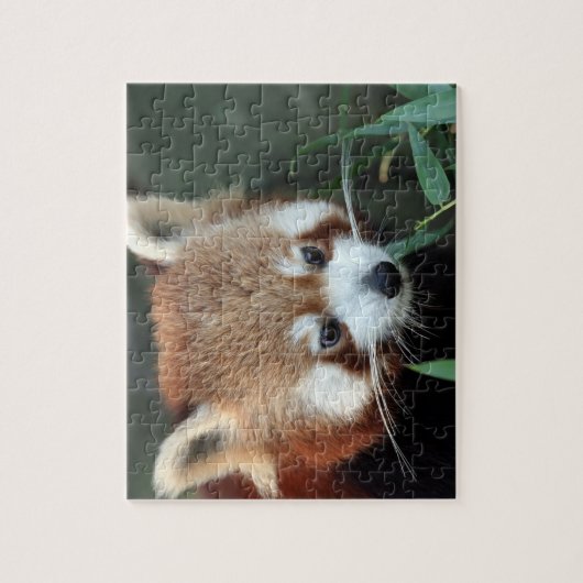 Red Panda, Taronga Zoo, Sydney, Australien Puzzle (Vertikal)