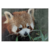 Red Panda, Taronga Zoo, Sydney, Australien Schneidebrett (Vorderseite)