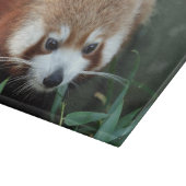 Red Panda, Taronga Zoo, Sydney, Australien Schneidebrett (Ecke)